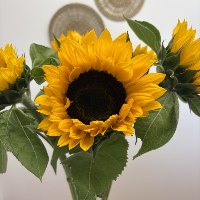 Ramo Vincent 🌻 | Girasoles frescos para montar en casa | Hazlo tú mismo Ramo Vincent 🌻 | Girasoles frescos para montar en casa | Hazlo tú mismo