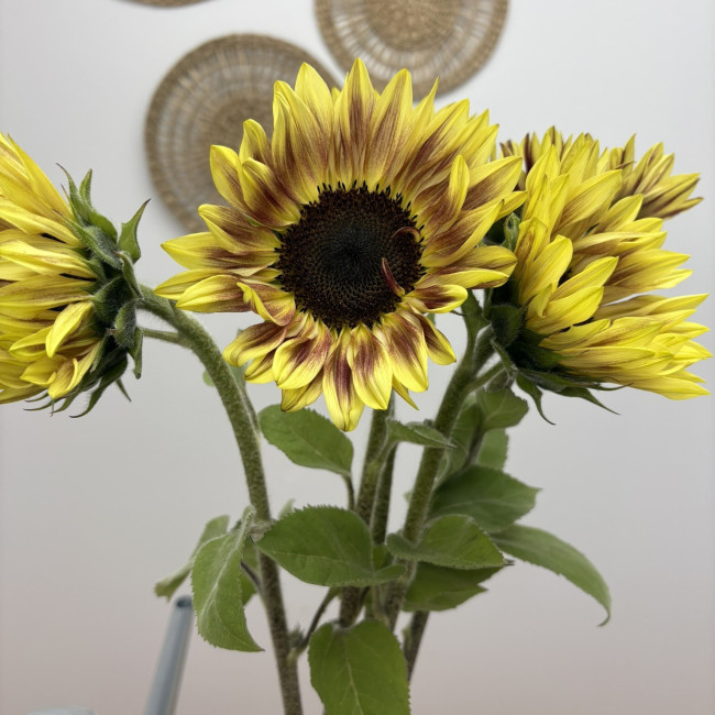 Ramo de girasoles Marley Cristal con jarrón incluido | Flores frescas de agricultores locales