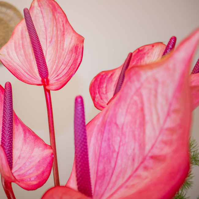 🔥 **Ramo Fuego Rosa – Anthurium y Esparraguera | Elegancia Exótica** 💐
