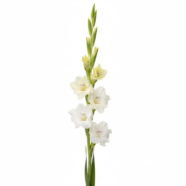 **Gladiolo Blanco 70 cm | Pack de 5 Tallos de Cultivo Local**