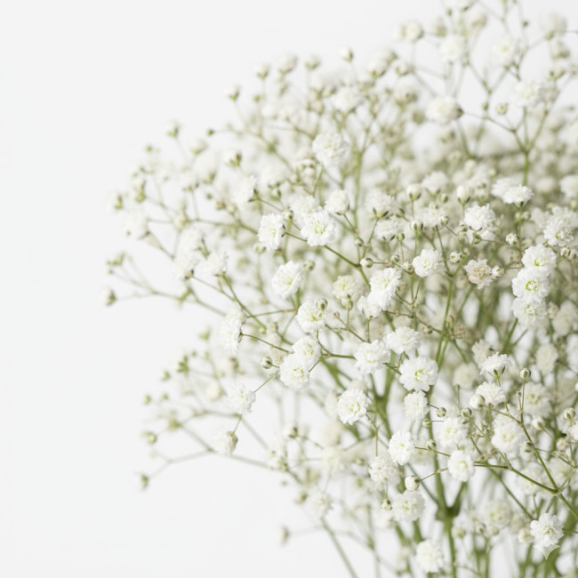 **Paniculta Blanca de Chipiona | Flor Complementaria para Arreglos Sobrios** **Paniculta Blanca de Chipiona | Flor Complementaria para Arreglos Sobrios**