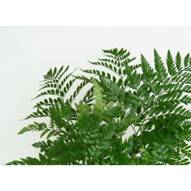 **Helecho de Cuero (5 Tallos) | Verde Duradero para Arreglos Florales Sobrios** **Helecho de Cuero (5 Tallos) | Verde Duradero para Arreglos Florales Sobrios**