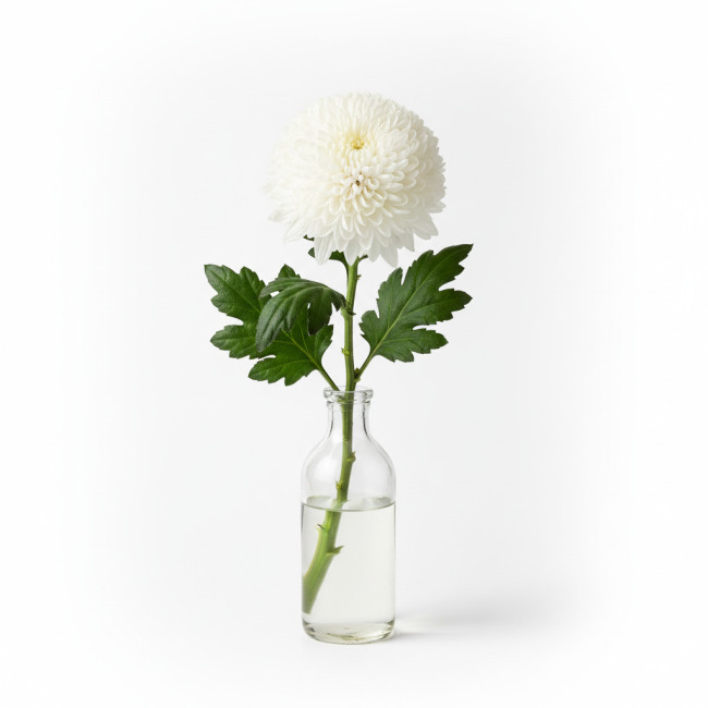 **Crisantemo Pin Pon Blanco (1 Tallo) | Flor Elegante para Todos los Santos**