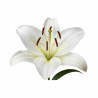 5 TALLOS LILIUM BLANCO
