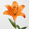 5 TALLOS LILIUM NARANJA