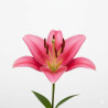5 TALLOS LILIUM ROSA