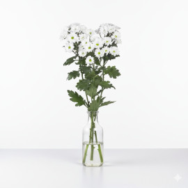 5 TALLOS DE MARGARITA BLANCA