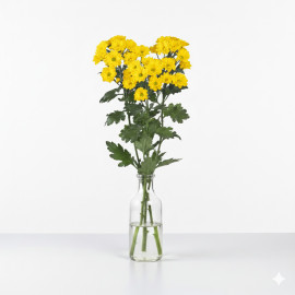 5 TALLOS DE MARGARITA AMARILLA