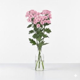 5 TALLOS DE MARGARITA ROSA