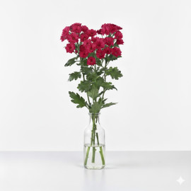 5 TALLOS DE MARGARITA ROSA OSCURA