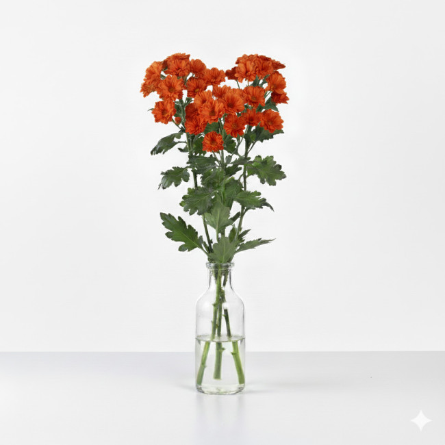 **Margarita Naranja (5 Tallos) | Flor Versátil de Murcia y Chipiona para Todos los Santos**