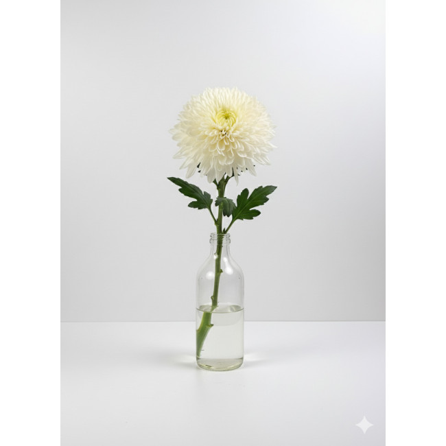 **Crisantemo Uniflor Bola Blanco (5 Tallos) | Flor Tradicional de Andalucía para Todos los Santos**