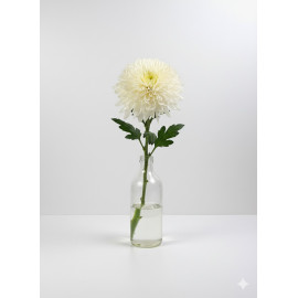 5 TALLOS CRISANTEMO UNIFLOR BOLA BLANCO