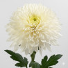 5 TALLOS CRISANTEMO UNIFLOR BOLA BLANCO