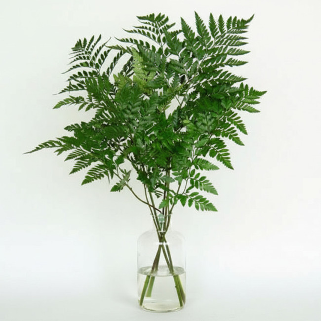 **Helecho de Cuero (5 Tallos) | Verde Duradero para Arreglos Florales Sobrios**