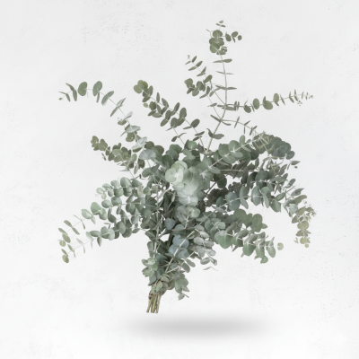 Eucalipto Cinerea Fresco y Aromático | Flor Cortada Nacional