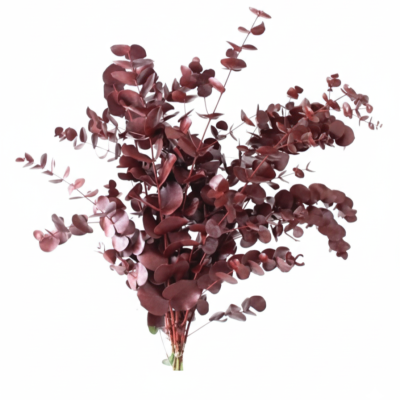 **Eucalipto Cinerea Rojo Tintado | Decoración Navideña Duradera**