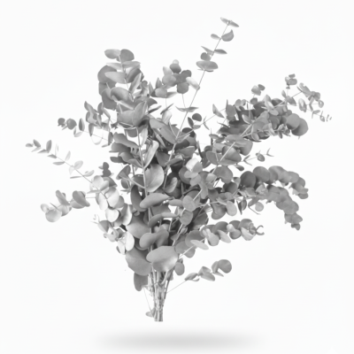 **Eucalipto Cinerea Plata| Decoración Navideña Elegante**