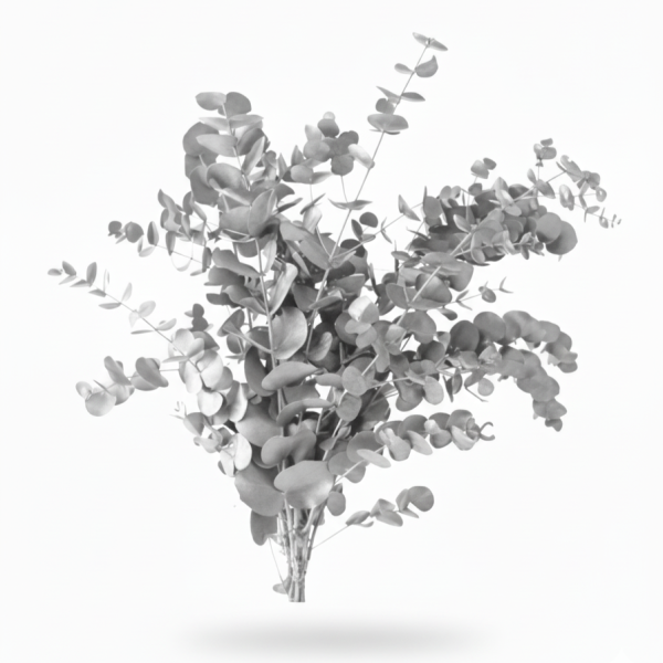 Eucalipto Cinerea Tintado Plata