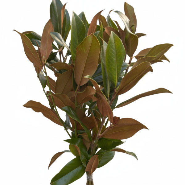 Ramas de Magnolio
