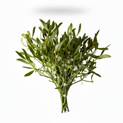 **Muérdago Natural | Tradición y Buena Suerte para tu Navidad**