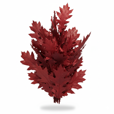 **Roble Tintado Rojo | Decoración Natural para Navidad**